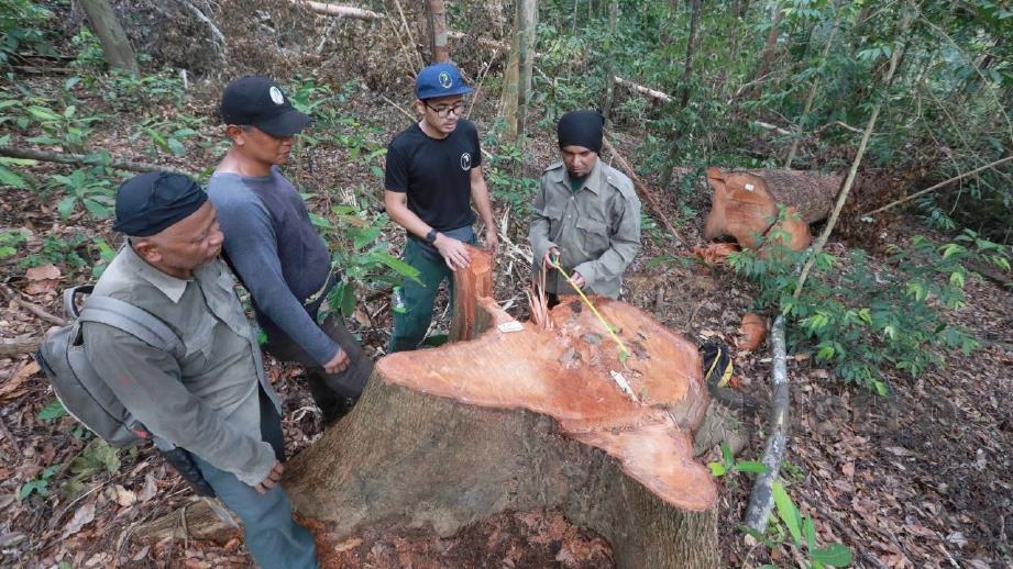 ANGGOTA Penguatkuasa Zon Pahang Timur mengukur tunggul pokok kempas yang ditebang secara haram di Hutan Simpan Jengka. FOTO Mohd Rafi Mamat