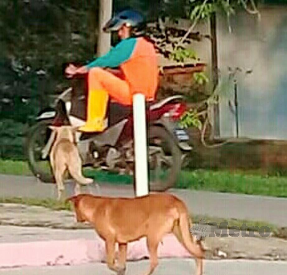 KLUANG 08 NOVEMBER 2019. Seorang pekerja SWM Environment Sdn Bhd terpaksa mengangkat kakinya bagi mengelak daripada digigit anjing dalam kejadian di sebuah taman perumahan di Renggam, Kluang. STR/ADNAN IBRAHIM