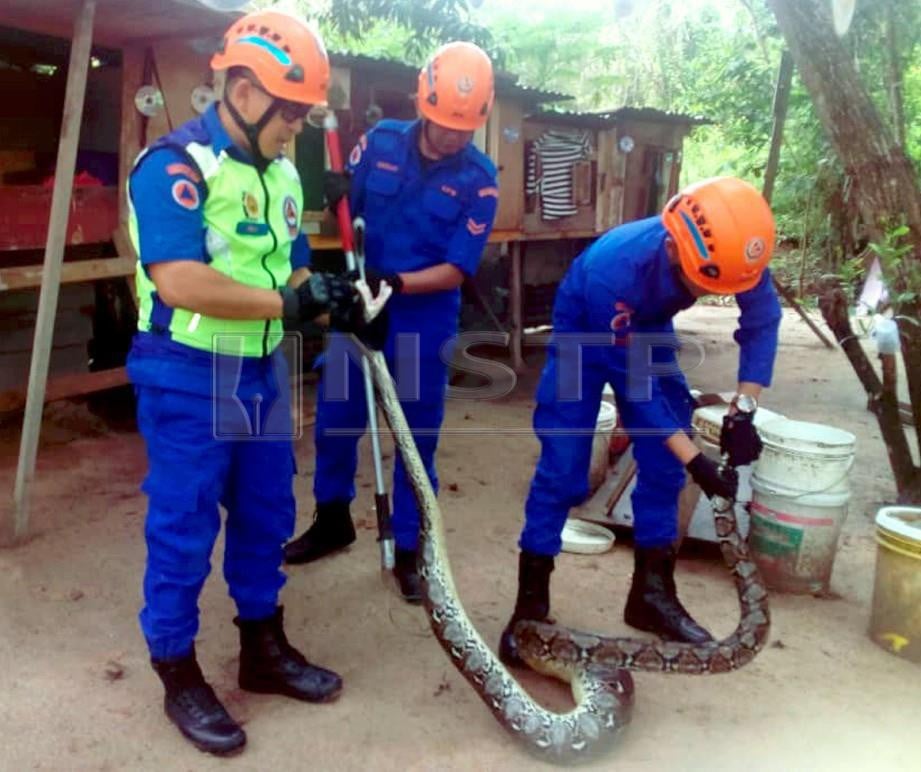 ANGGOTA Angkatan Pertahanan Awam Malaysia (APM) berjaya menangkap ular sawa batik seberat 10 kilogram di Lok Kawi Heights, Papar. FOTO Ihsam APM