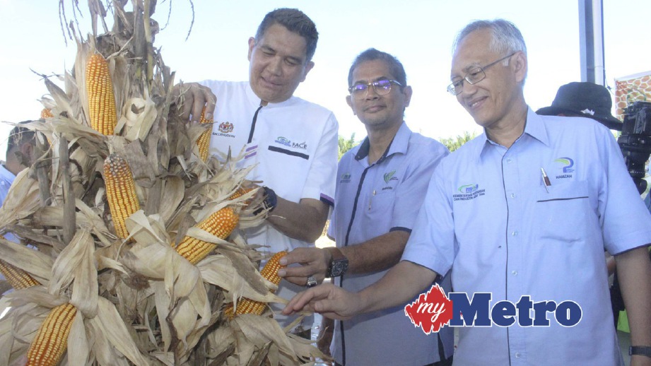 TIMBALAN Ketua Setiausaha (Dasar) Kementerian Pertanian dan Industri Asas Tani, Datuk Mohd Sallehhuddin Hassan, (kiri) bersama Mohamed Bukhori (dua kiri) melihat tanaman jagung bijian. FOTO Nor Farhani Che Ad