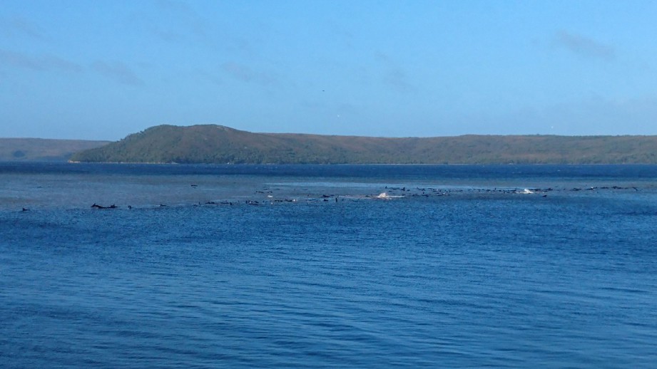Sekumpulan ikan paus terkandas berhampiran Pulau Tasmania. 