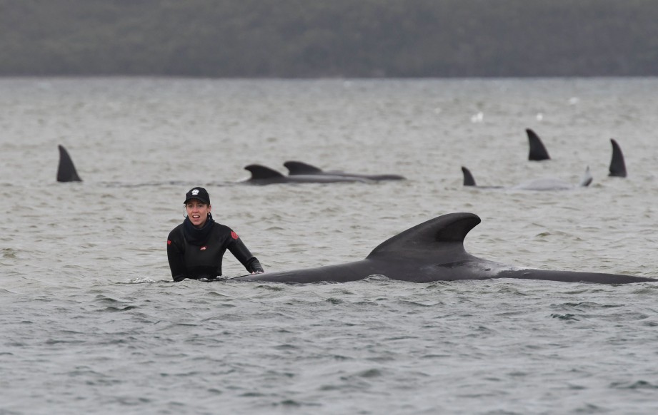 PEKERJA menyelamat bertungkus-lumus menyelamatkan paus di perairan berhampiran Pulau Tasmania. FOTO AFP 