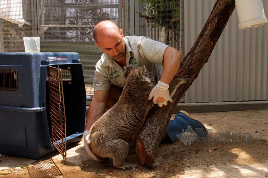 KOALA berkenaan dipindahkan ke Zoo Taronga, Sydney.