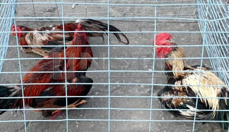 ANTARA ayam yang dirampas pihak polis selepas perlawanan sabung ayam di Kampung Lapasan, Tuaran. FOTO Recqueal Raimi