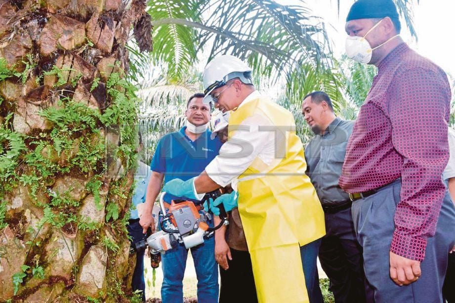 DR Azman (dua dari kiri) menunjukkan kaedah memasukkan racun pembasmi Ulat Pemakan Daun (UPD) ke dalam batang pokok kelapa sawit di Felda Kerteh 5, Dungun, hari ini. FOTO Rosli Ilham. 