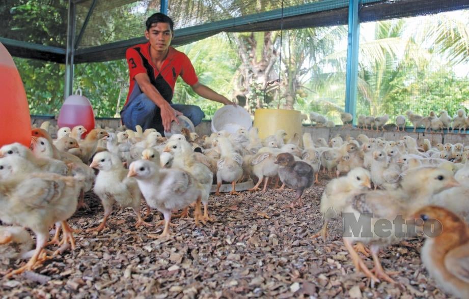 ANAK ayam ditempatkan di reban berasingan. - FOTO Nik Abdullah Nik Omar