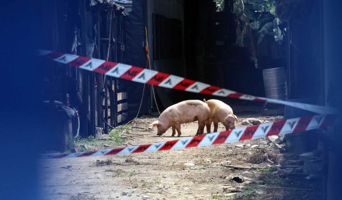 BEBERAPA ekor babi di salah sebuah ladang penternakan babi di Perkampungan Valdor yang merekodkan kes jangkitan penyakit demam babi Afrika (ASF). FOTO BERNAMA 
