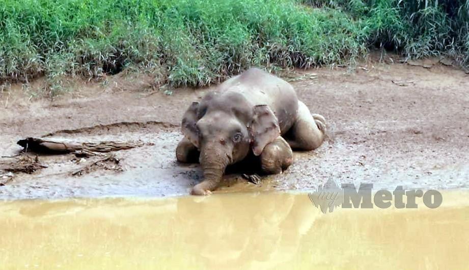 BANGKAI gajah Pygmy yang ditemui dengan kesan tembakan di Sungai Udin, Dumpas di Kalabakan. FOTO IHSAN JHL SABAH