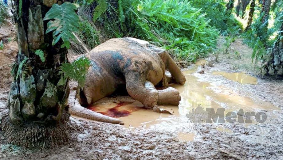 BANGKAI gajah Pygmy Borneo dengan kesan tembakan dan gading hilang ditemui dalam sebuah ladang, di Beluran. FOTO Ihsan Jabatan Hidupan Liar Sabah