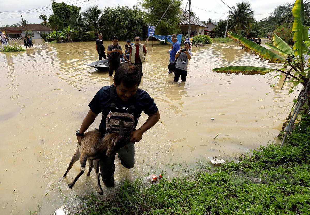 PENDUDUK Kampung Cemperai menyelamatkan diri serta haiwan ternakan selepas kampung berkenaan dilanda banjir hari ini. FOTO Bernama