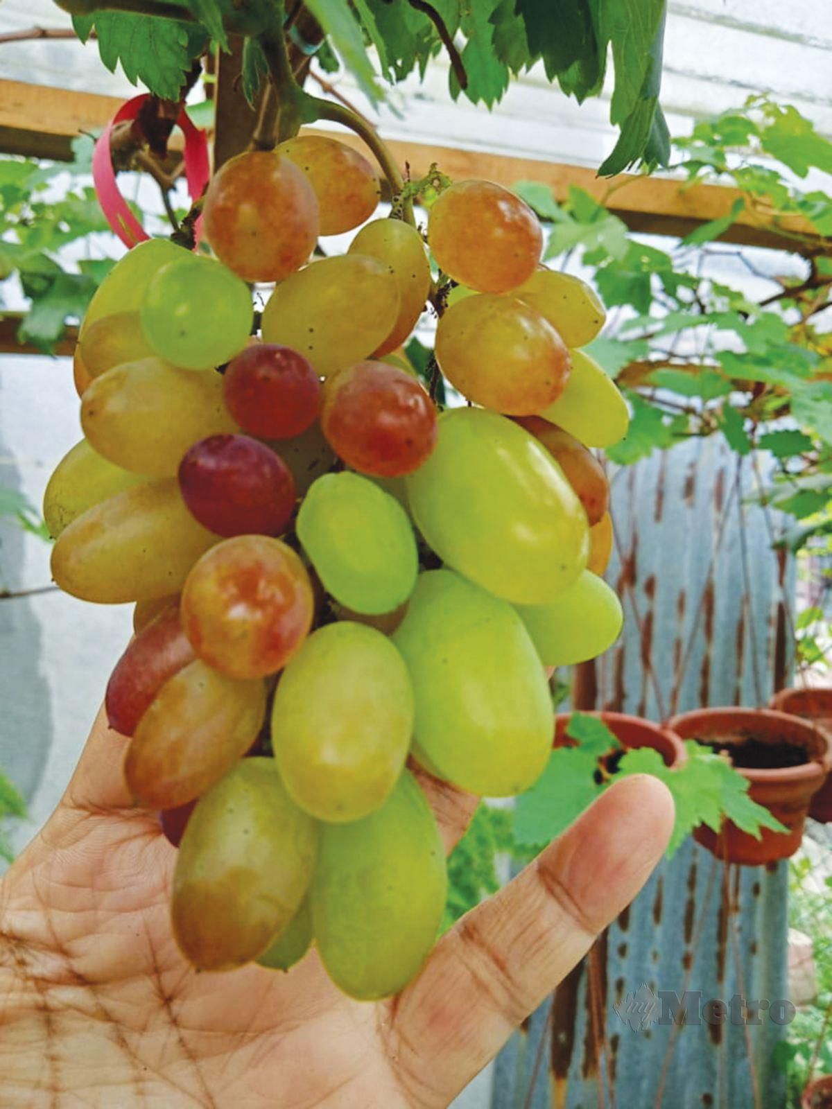 MAMPU menghasilkan anggur dixon mempunyai kualiti yang setanding di pasaran.
