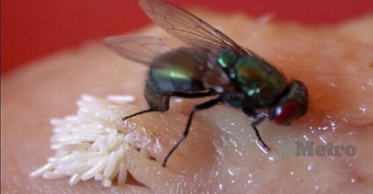 PENCEMARAN telur lalat pada makanan boleh menyebabkan cirit-birit yang teruk. 