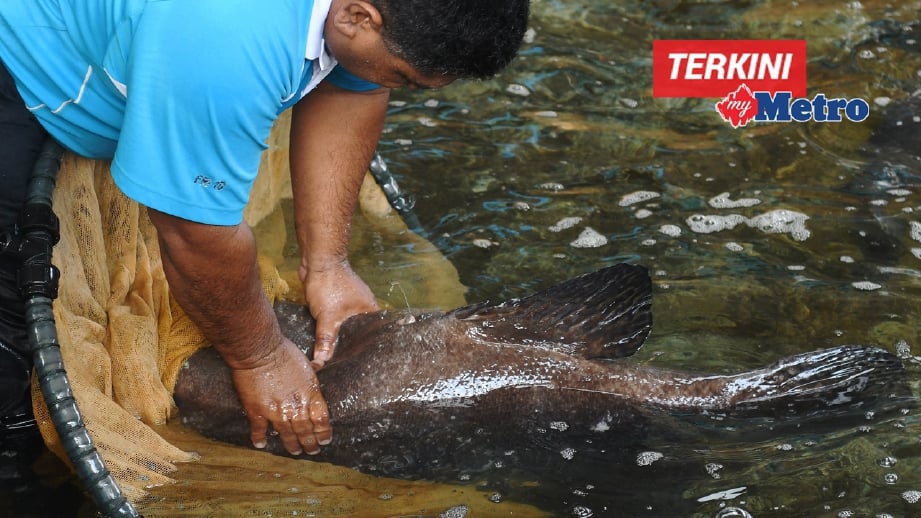 PETUGAS Jabatan Perikanan Negeri Terengganu memeriksa induk Kerapu Kertang (Giant Grouper) bagi mengambil benih induk jantan di Institut Penyelidikan Perikanan di Tanjong Demong. FOTO Bernama