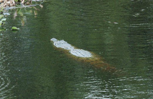 SEEKOR buaya tembaga yang timbul di permukaan air sempat dirakam. FOTO Bernama