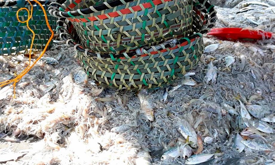 IKAN dirampas daripada bot pukat tunda yang ditahan kerana menangkap ikan kurang 15 batu nautika dari pantai di perairan Pulau Talang, Segari, Manjung, hari ini. FOTO ihsan Jabatan Perikanan.