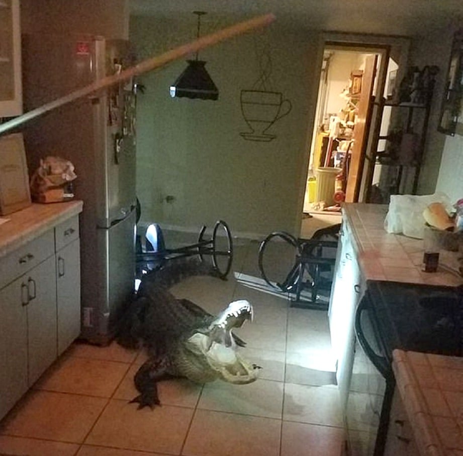 PENGHUNI rumah di Clearwater, Florida, dikejutkan bunyi bising jam 3 pagi mendapati seekor buaya berada di dapur kediamannya. FOTO DailyMail