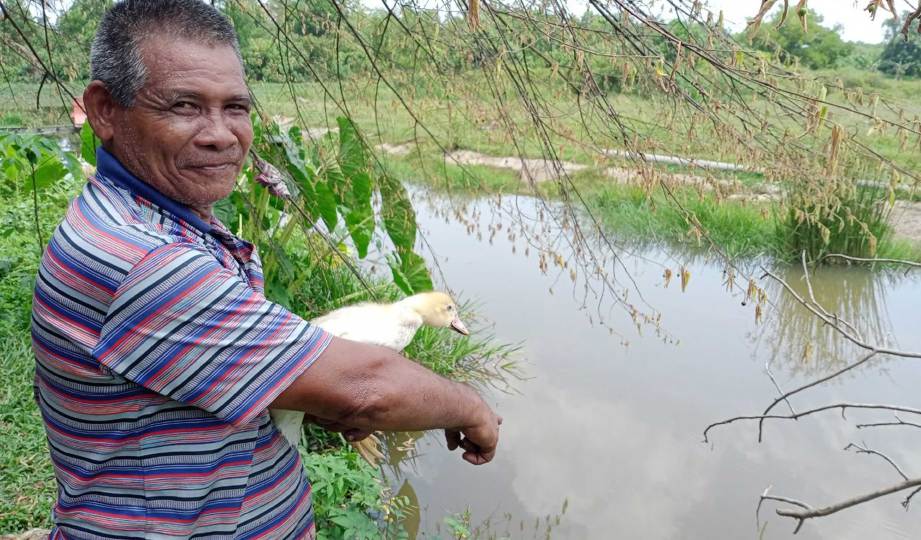 MAT Noor menunjukkan lokasi buaya tembaga yang sering memakan ternakan itik miliknya di Kampung Tok Aji,Pasir Puteh. FOTO Nor Amalina Alias
