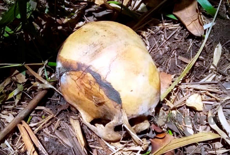 TENGKORAK dan serpihan tulang manusia dipercayai milik seorang lelaki yang hilang sejak dua minggu lalu, ditemui di kawasan pondok di Hutan Ulu Sungai Ubong Tellian, Mukah, semalam. FOTO ihsan polis.