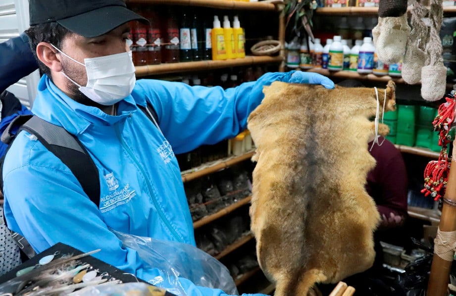 PIHAK berkuasa Colombia merampas  sebanyak 1,400 bahagian haiwan liar untuk upacara sihir dan azimat dari kedai di sekitar Candelaria. FOTO AFP