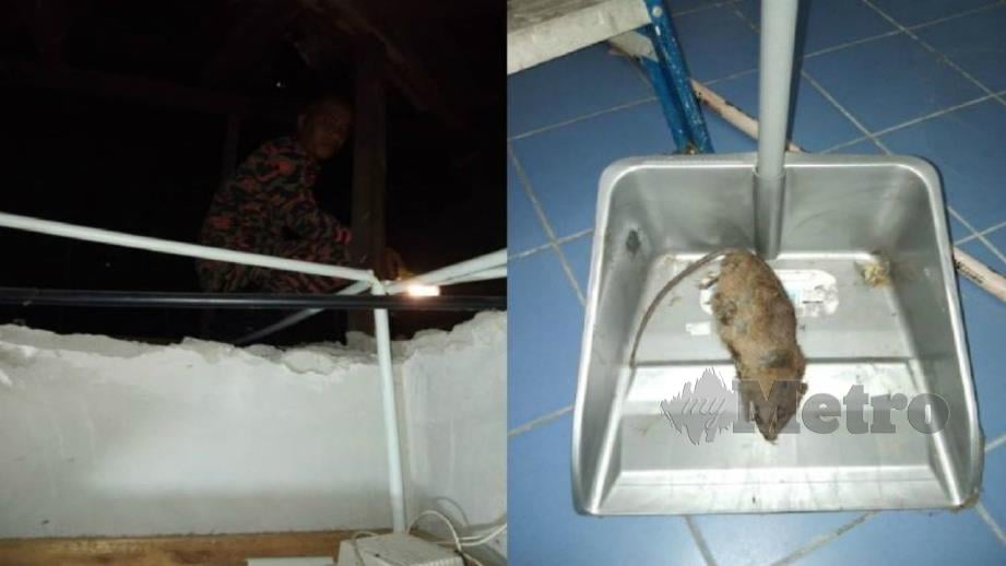 BOMBA memeriksa siling rumah sebelum menemui bangkai tikus (gambar kanan). FOTO IHSAN JBPM
