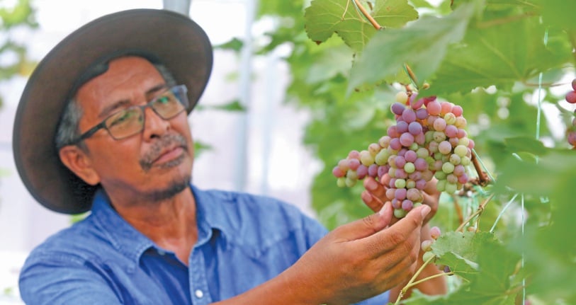 Anggur tanaman menguntungkan | Harian Metro