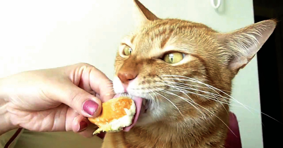 Elak Kucing Makan Durian