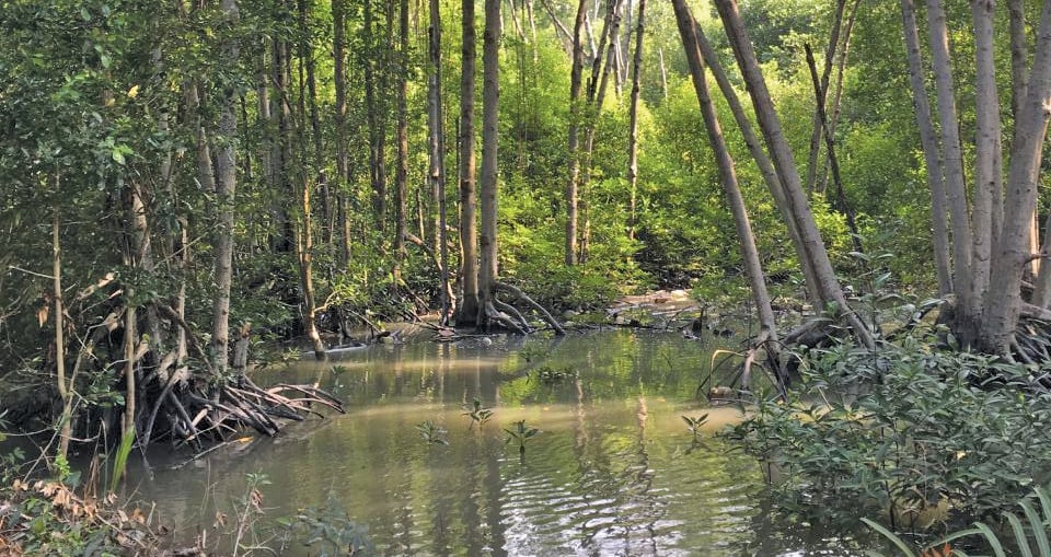 kepentingan hutan paya bakau