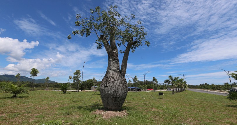 Pokok Benang Sutera Tumbuh Subur