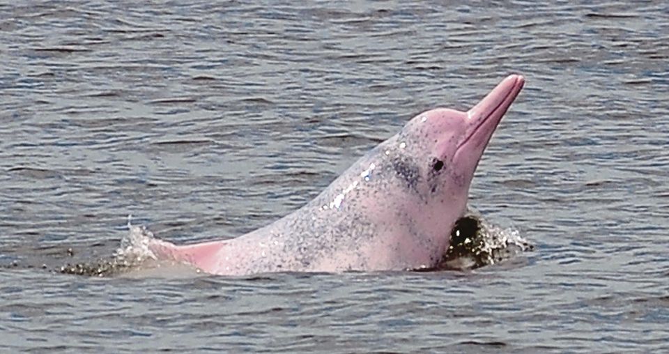 Ikan lumba-lumba 'gembira' tanpa feri | Harian Metro