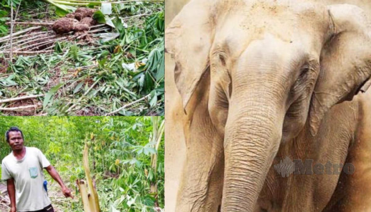 KESAN kemusnahan gajah liar di kawasan kebun penduduk kampung Orang Asli di Pos Belatim.