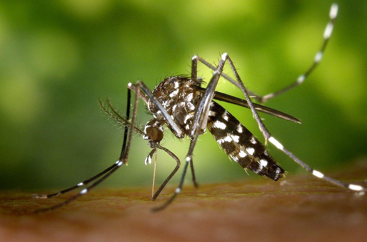 GAMBAR hiasah. Nyamuk Aedes. 