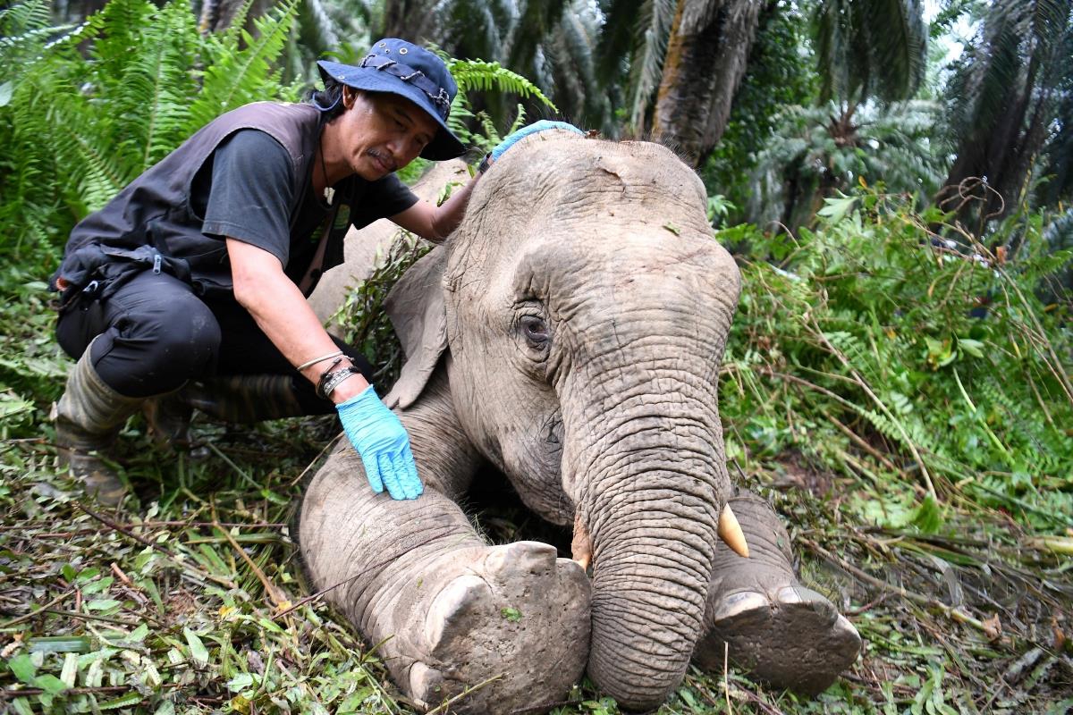 Penolong Pengurus Unit Penyelamat Hidupan Liar Sabah Jibius Dausip memeriksa keadaan gajah yang cedera sebelum dipindahkan ke Santuari Gajah Borneo (BES) untuk rawatan. FOTO BERNAMA