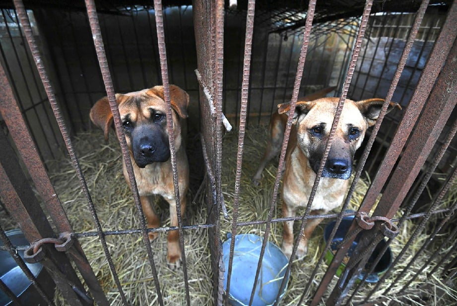 HAMPIR dua ratus ekor anjing berjaya diselamatkan dari rumah penyembelihan tersebut. FOTO AFP