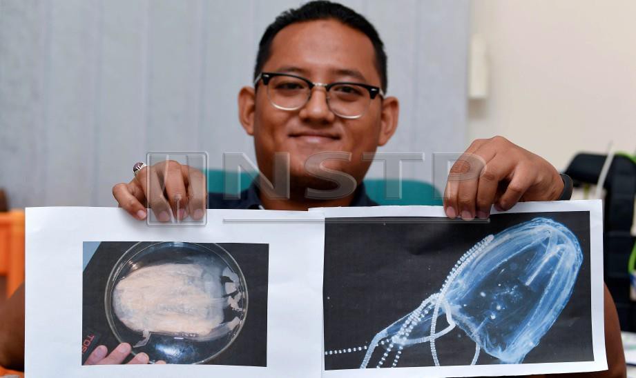 Dr Mohd Fazrul Hisam menunjukkan gambar obor-obor jenis 'Box Jellyfish'. - FOTO Bernama 
