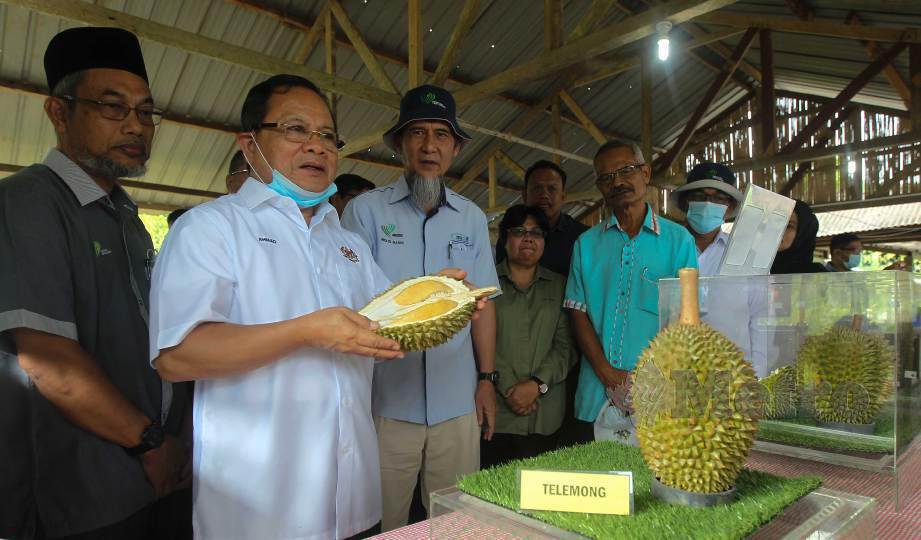AHMAD Hamzah (dua kiri) melihat pelbagai jenis durian kampung pada Program Walkabout dan Pelancaran Standard Durian Kampung Premium di Kem Bukit Perjuangan, Chennah. FOTO Azrul Edham Mohd Aminuddin