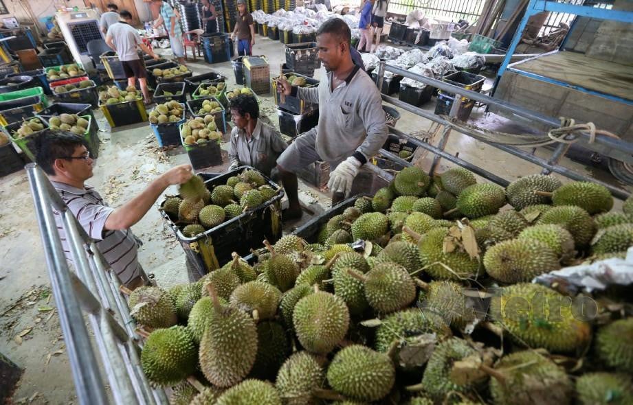 Pekerja memunggah dan mengasingkan durian di ladang persendirian di Pagoh Jaya untuk dieksport ke luar negara. FOTO Adi Safri