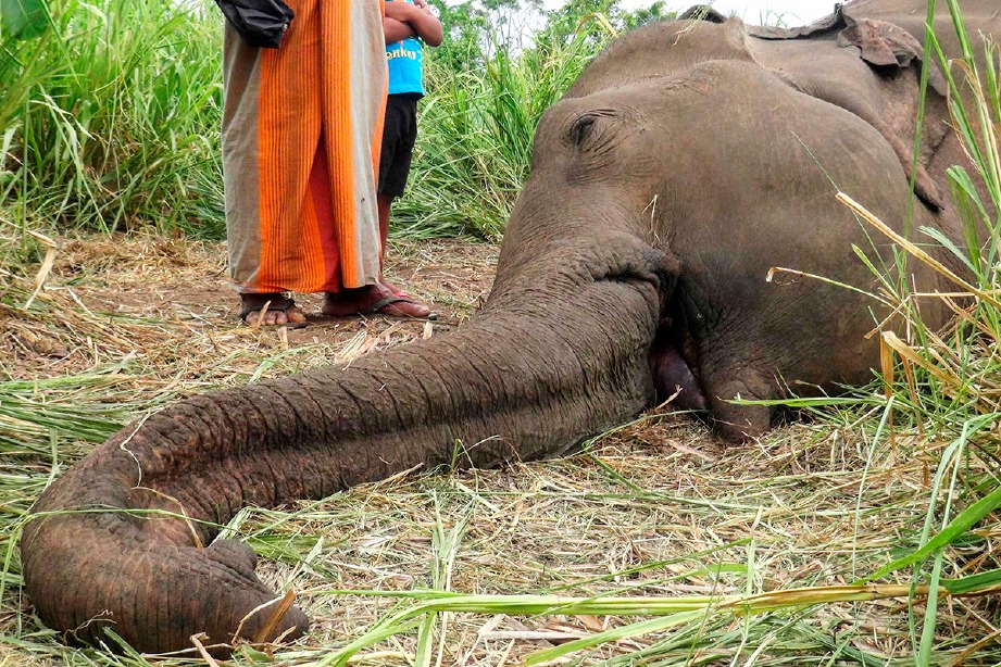 PENDUDUK kampung menemui bangkai empat ekor gajah di Sigiriya, utara Colombo. FOTO AFP