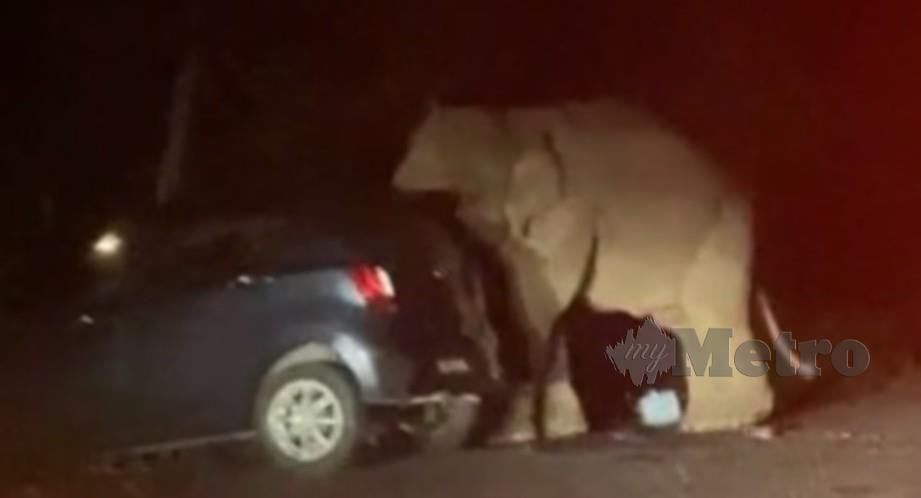 AMUKAN gajah yang menyerang kereta dipandu mangsa. FOTO Arkib NSTP