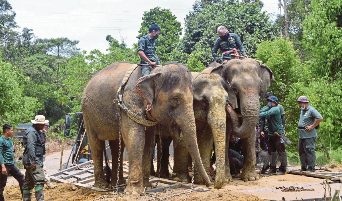 GAJAH jantan liar seberat 2.5 tan dipindahkan dengan menggunakan dua gajah denak betina, hari ini. FOTO Bernama
