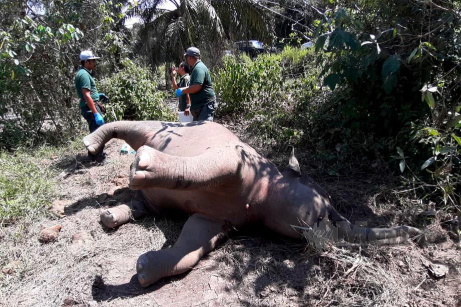 Anak gajah mati dilanggar | Harian Metro