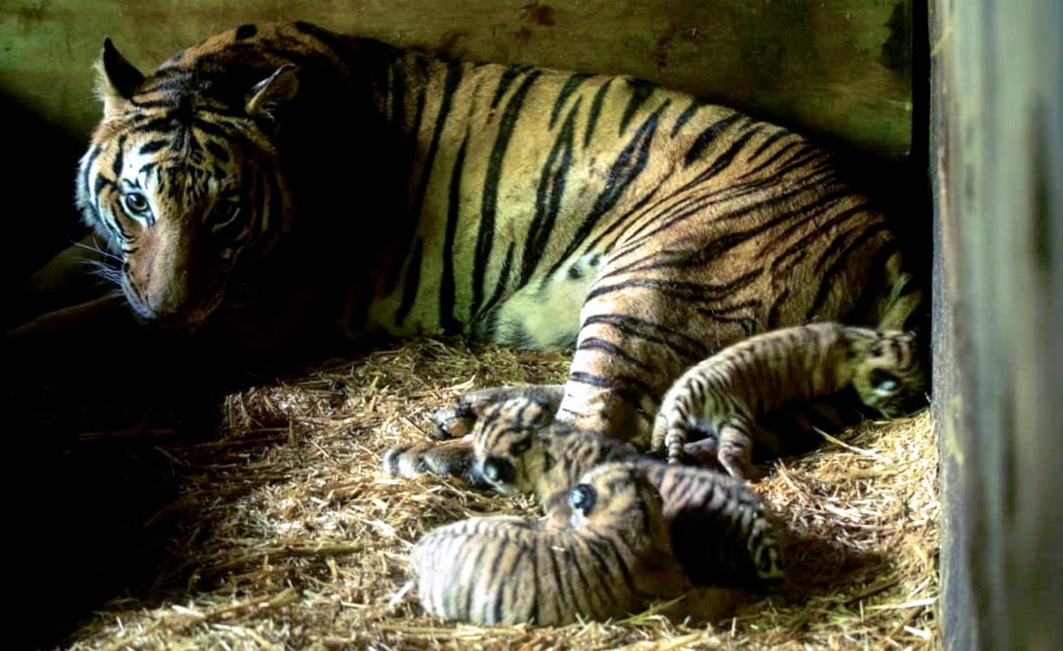GAMBAR fail, Harimau Malaya di Zoo Taiping & Night Safari. FOTO Bernama 