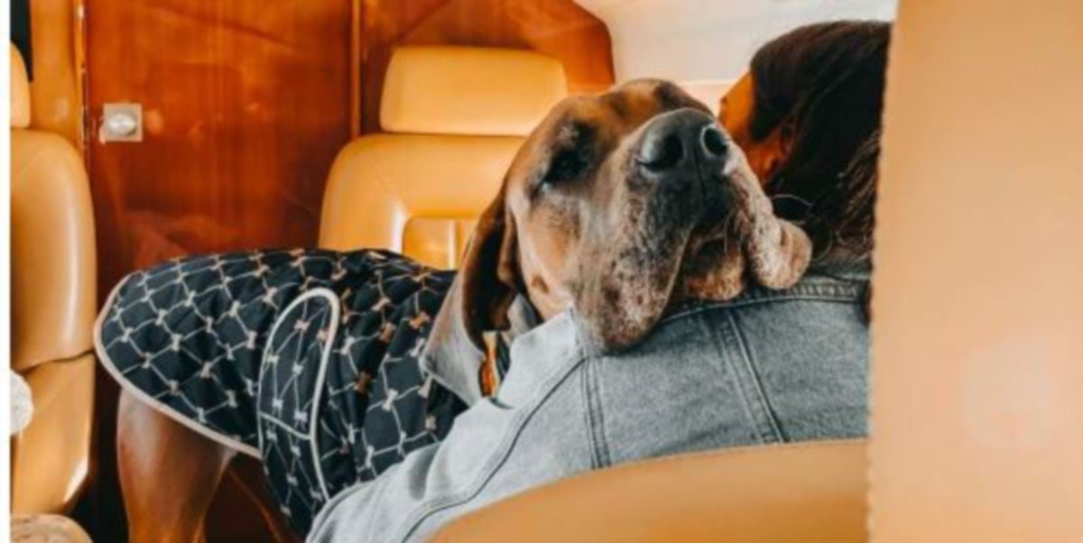 MELANIE Demi dan suaminya sanggup mengeluarkan kos besar untuk melancong bersama anjing mereka. FOTO Agensi 