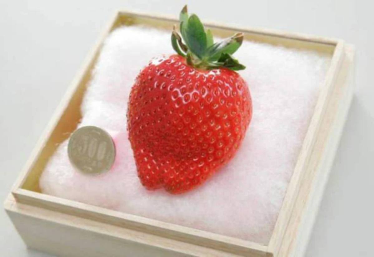 BIJIN-HIME ialah salah satu jenis strawberi yang paling terkenal di dunia. FOTO Agensi 