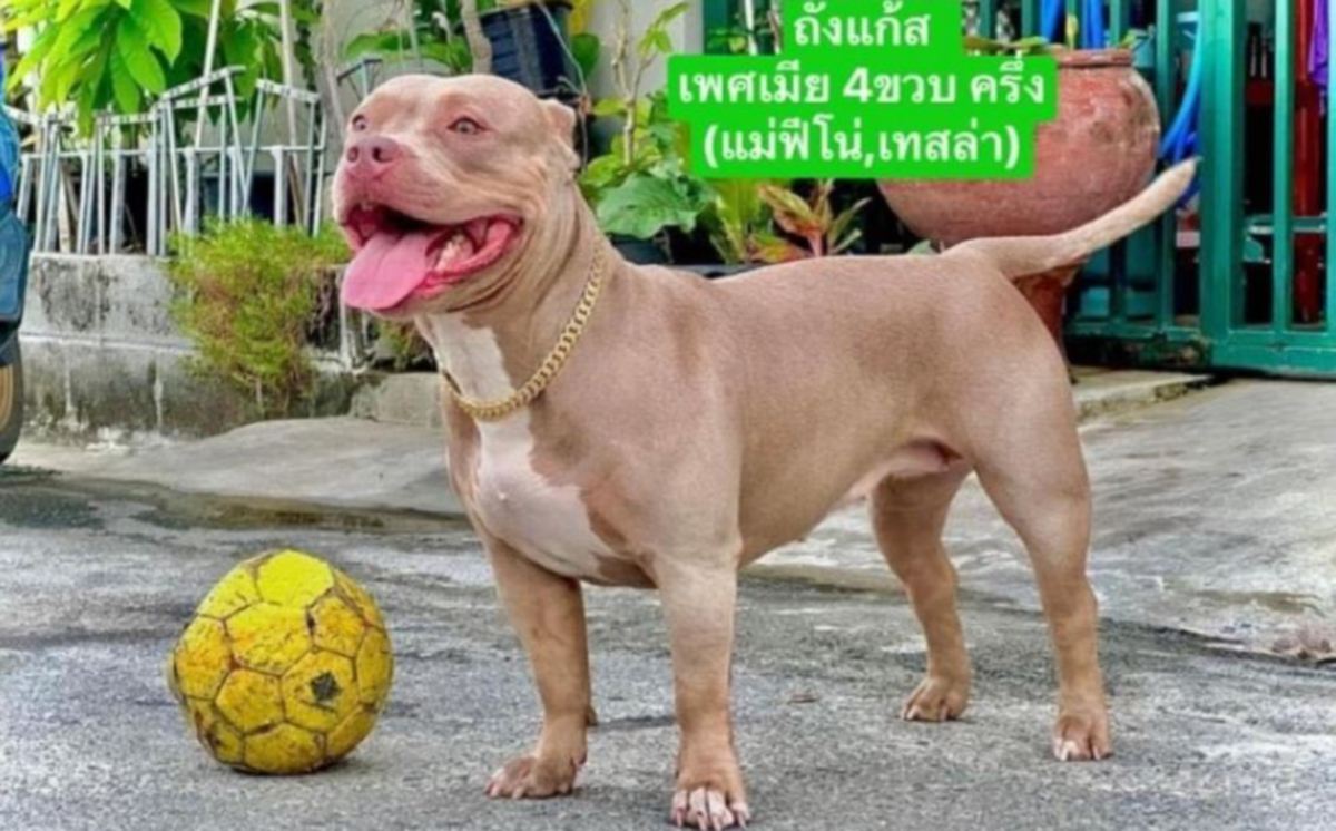 Hantaran di Facebook Watchdog Thailand Foundation yang mencari ‘rumah baharu’ untuk tiga anjing itu mencetuskan kekecohan dalam kalangan netizen. FOTO Watchdog Thailand Foundation/ Facebook