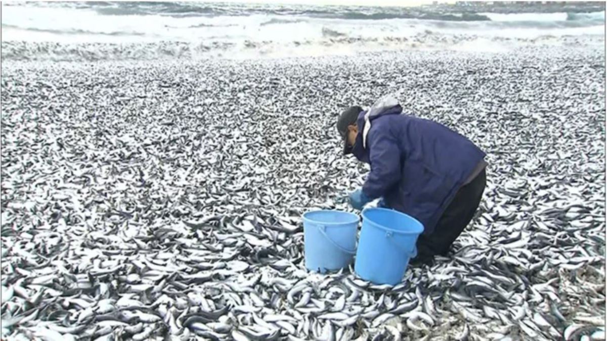 LAMBAKAN ikan yang hanyut ke darat berhampiran pelabuhan perikanan Toi di Hakodate, Hokkaido, Jepun. FOTO Hokkaido Television Broadcasting