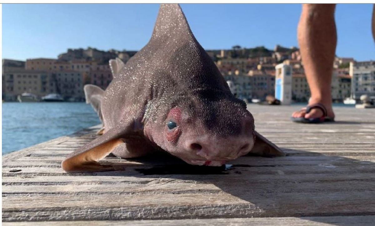 IKAN hiu  yang ditemui di Portoferrario, Elba.