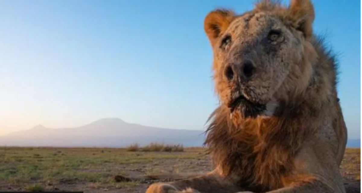 LOONKIITO berusia 19 tahun ketika mati dan mungkin antara singa tertua di dunia. FOTO Facebook