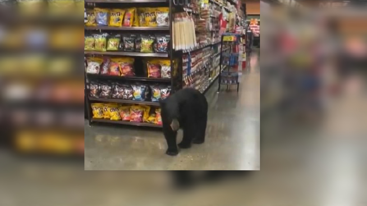 KEMUNCULAN beruang mengejutkan pengunjung pasar raya di Los Angeles.