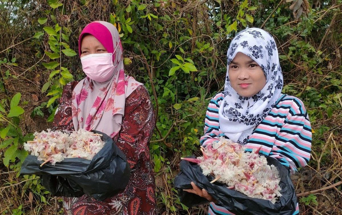 NORMA Abdul Manaf (kiri) Dan adik iparnya, Raihan Safirah Saad menunjukkan bunga Chica yang dikutip di kawasan belukar di Kampung Pisang untuk dibuat lepat. FOTO Zuliaty Zulkiffli