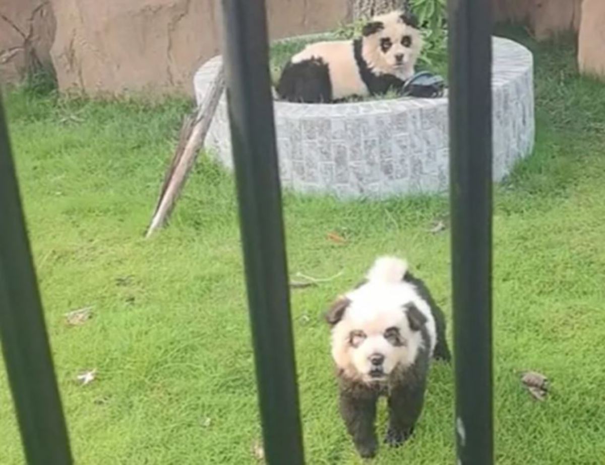 TANGKAP layar menunjukkan dua anjing baka Chow Chow yang dicat supaya kelihatan seperti panda di sebuah zoo di China. FOTO Douyin